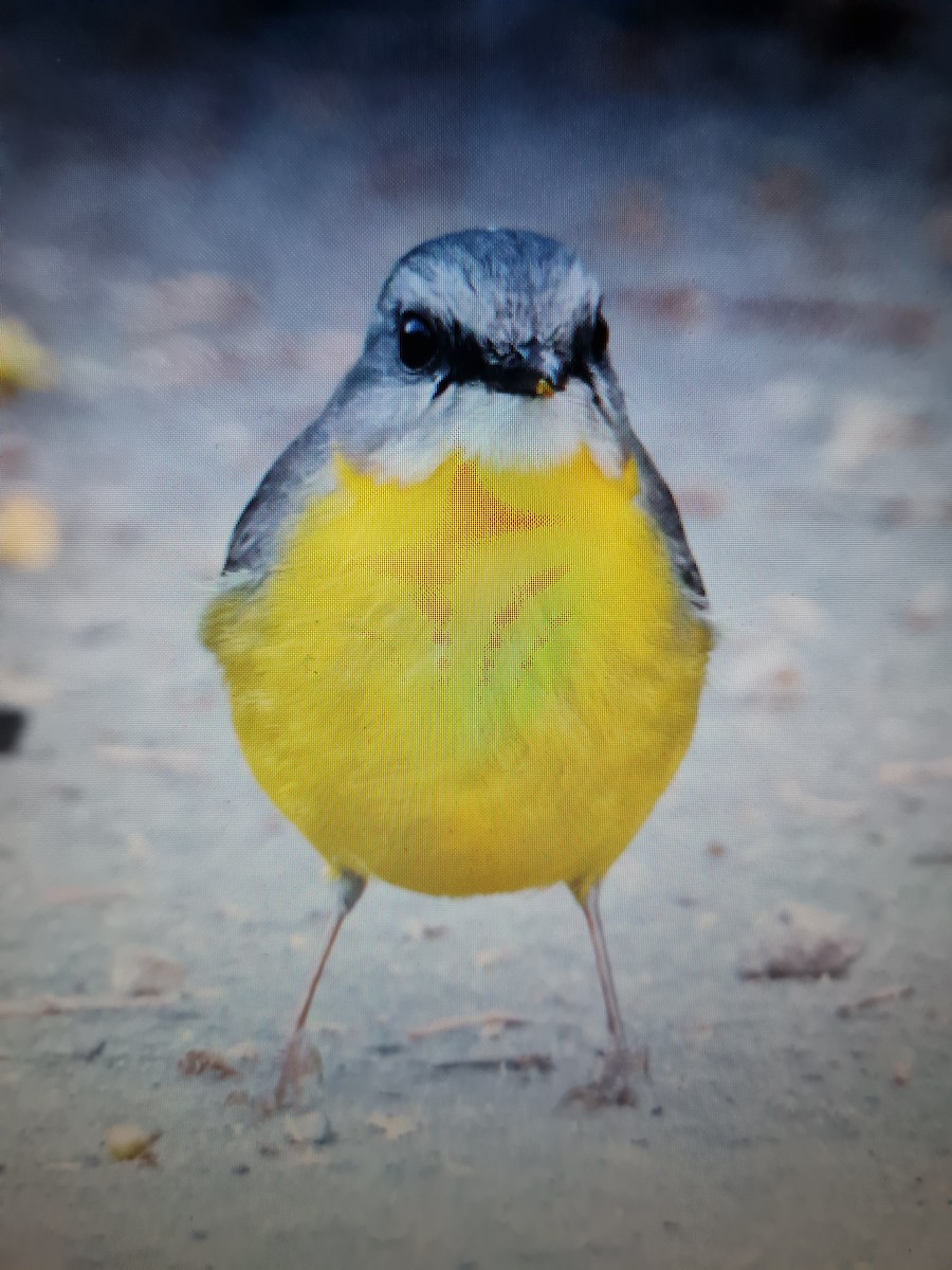 Eastern Yellow Robin - ML591557151