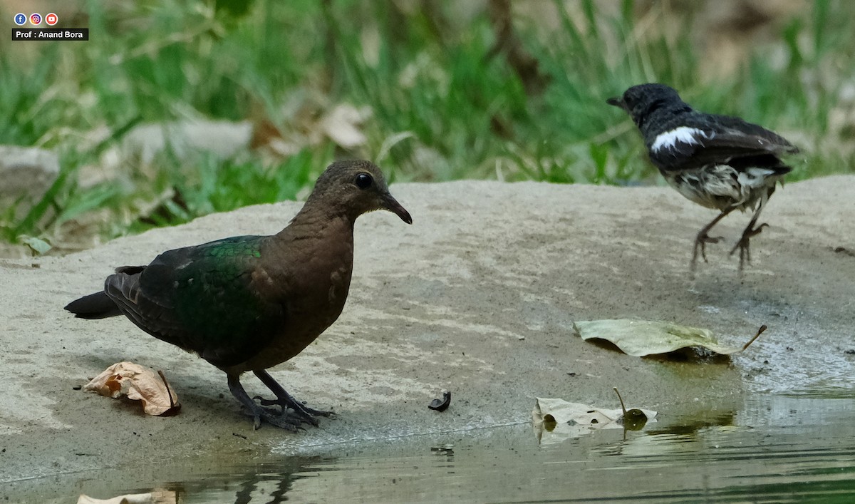 Asian Emerald Dove - ML591558031