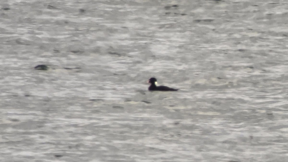 Surf Scoter - ML591558301