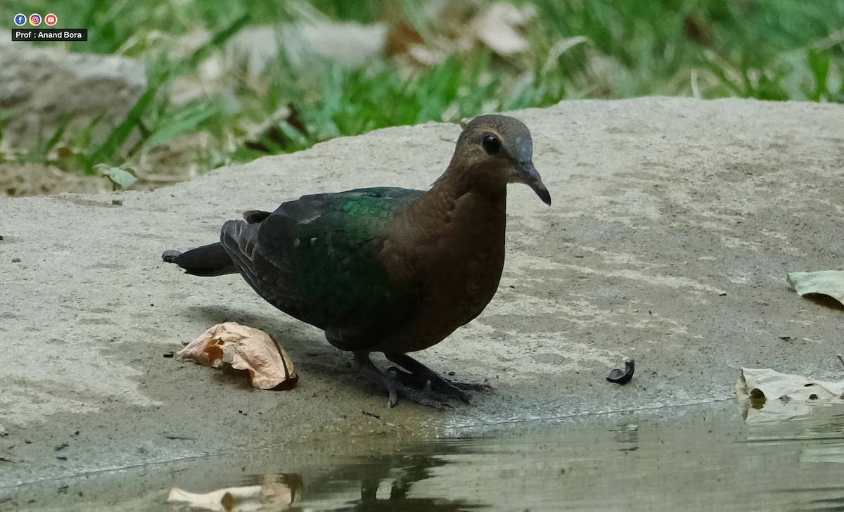 Asian Emerald Dove - ML591558421