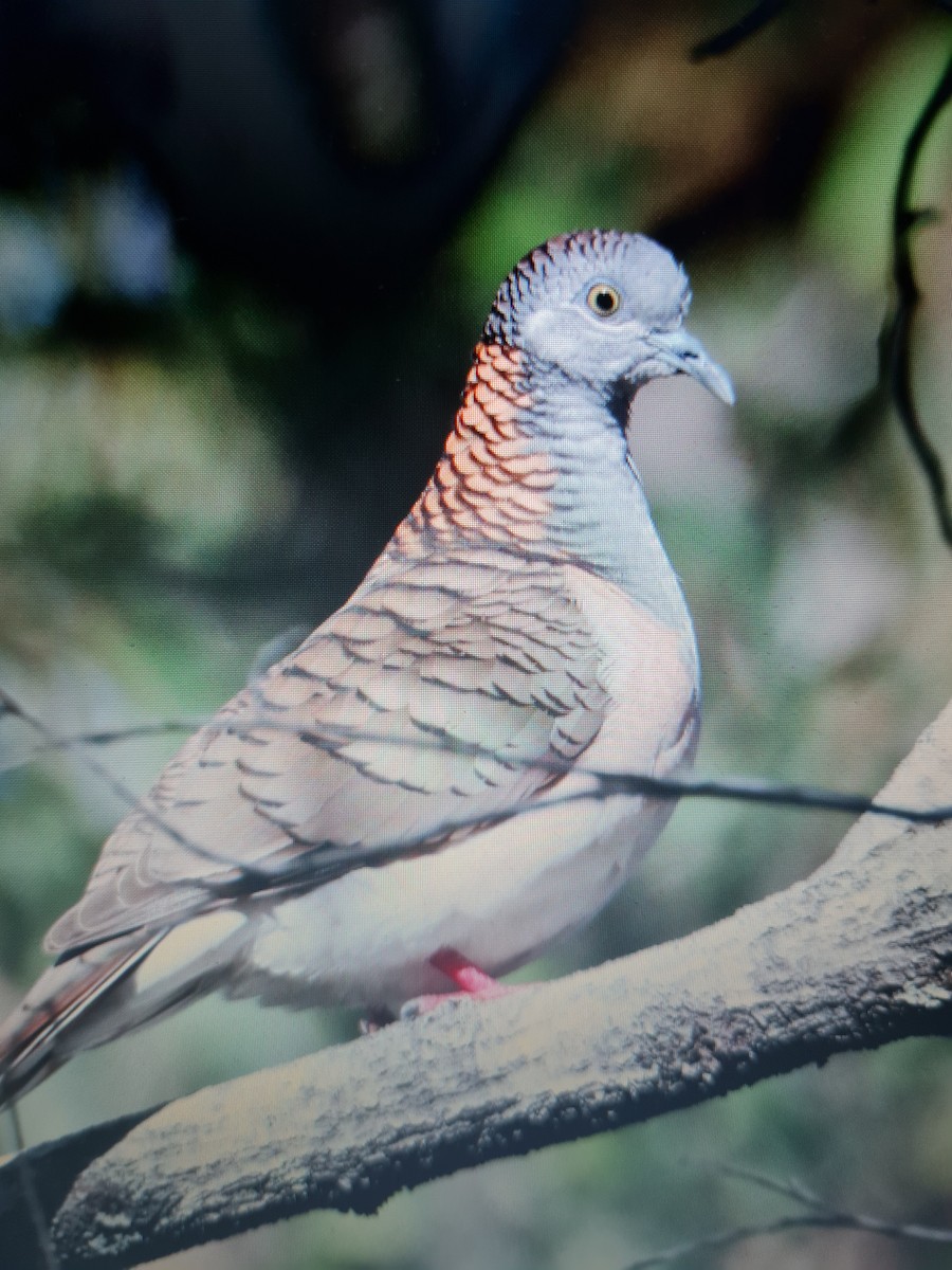 Bar-shouldered Dove - ML591558511