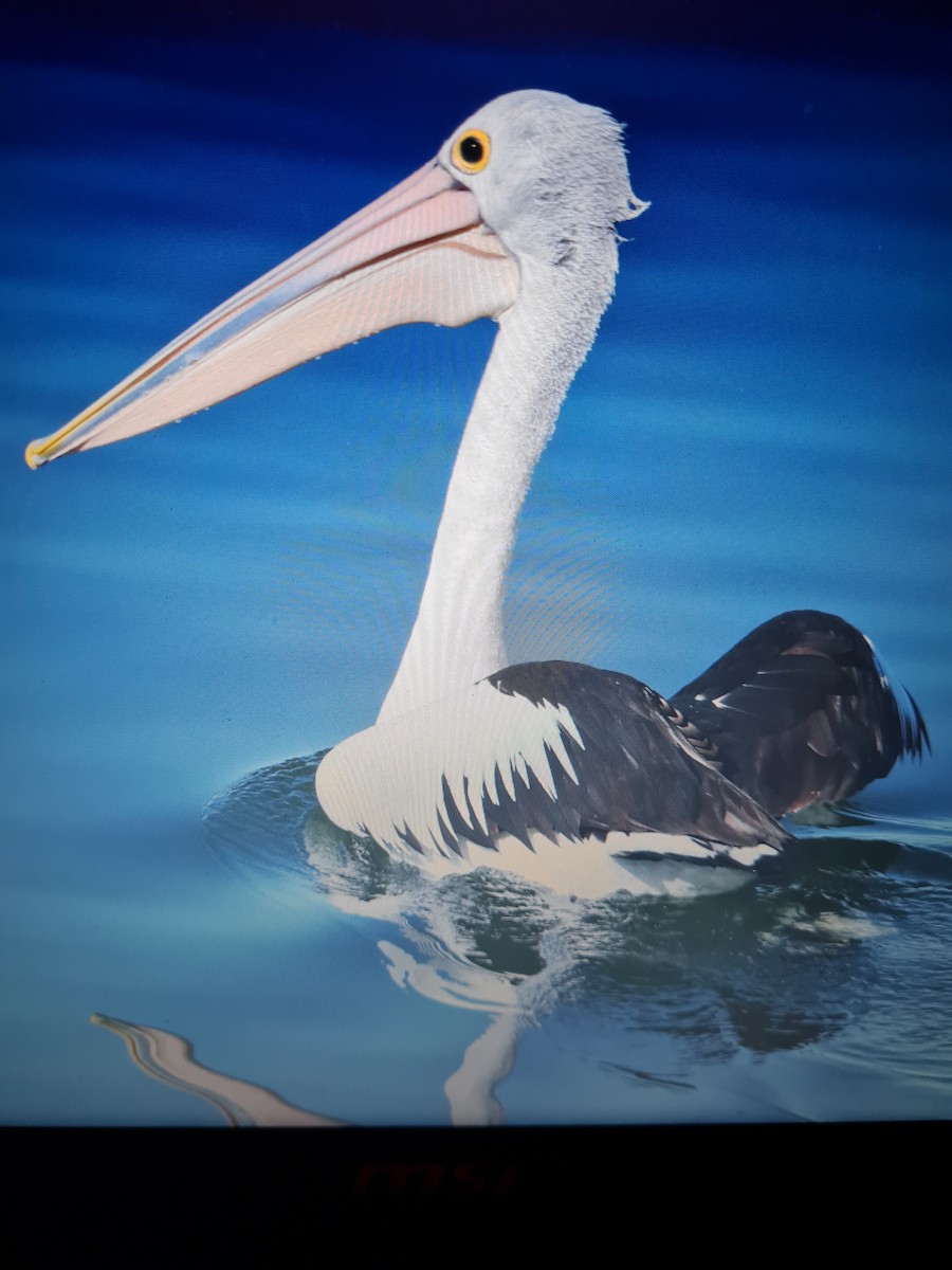 Australian Pelican - ML591558651