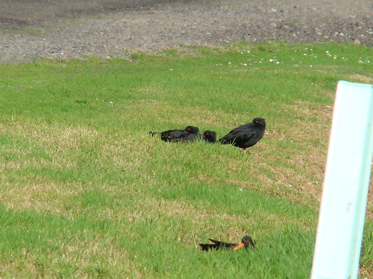 Variable Oystercatcher - ML591558951