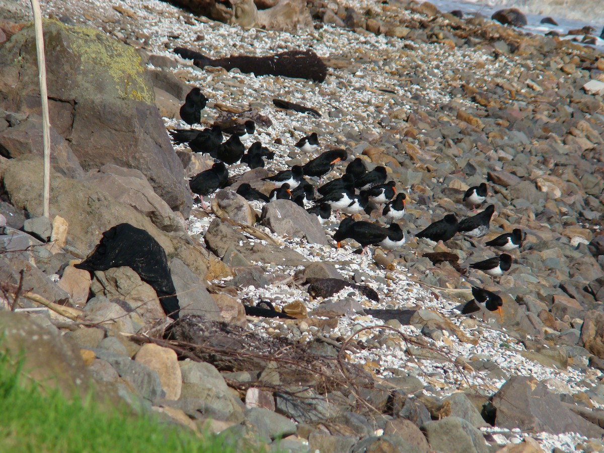 South Island Oystercatcher - Anonymous
