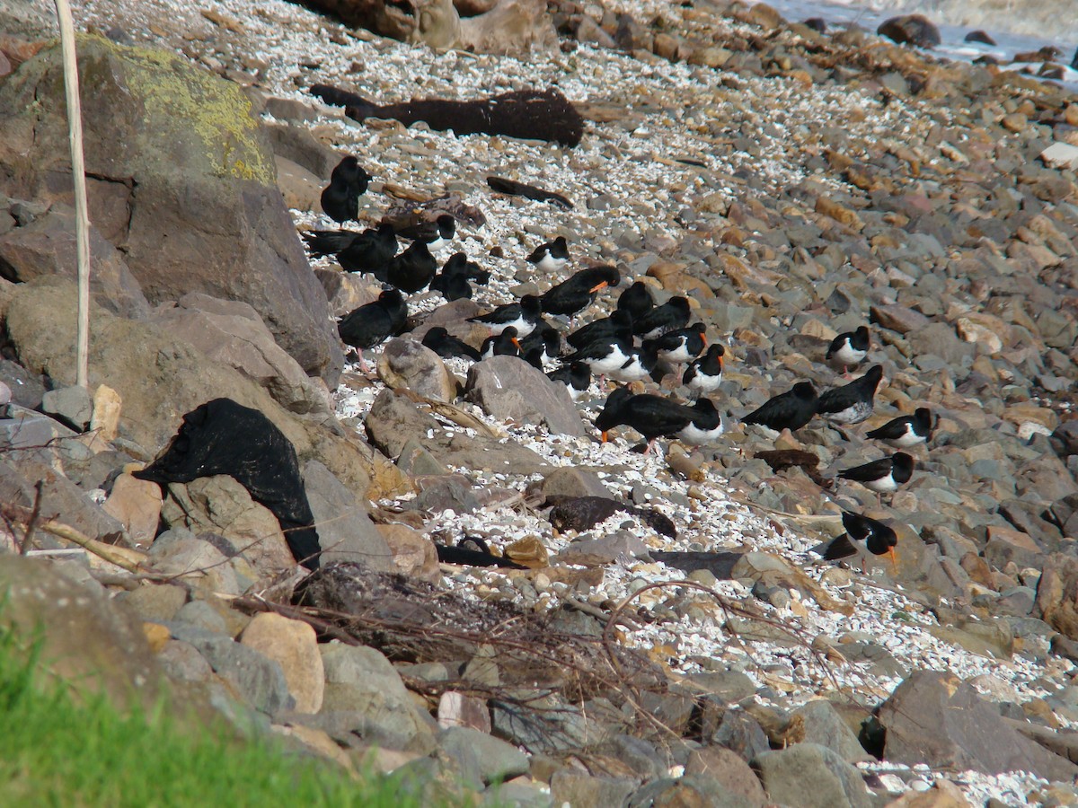 South Island Oystercatcher - ML591558981