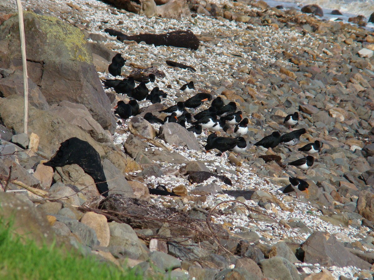 Variable Oystercatcher - Anonymous