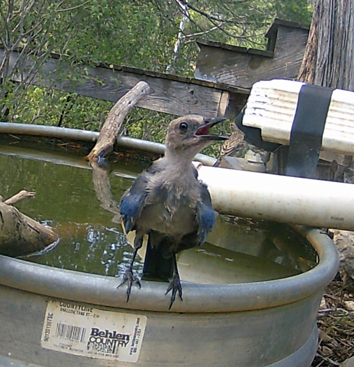 Woodhouse's Scrub-Jay - ML591559491