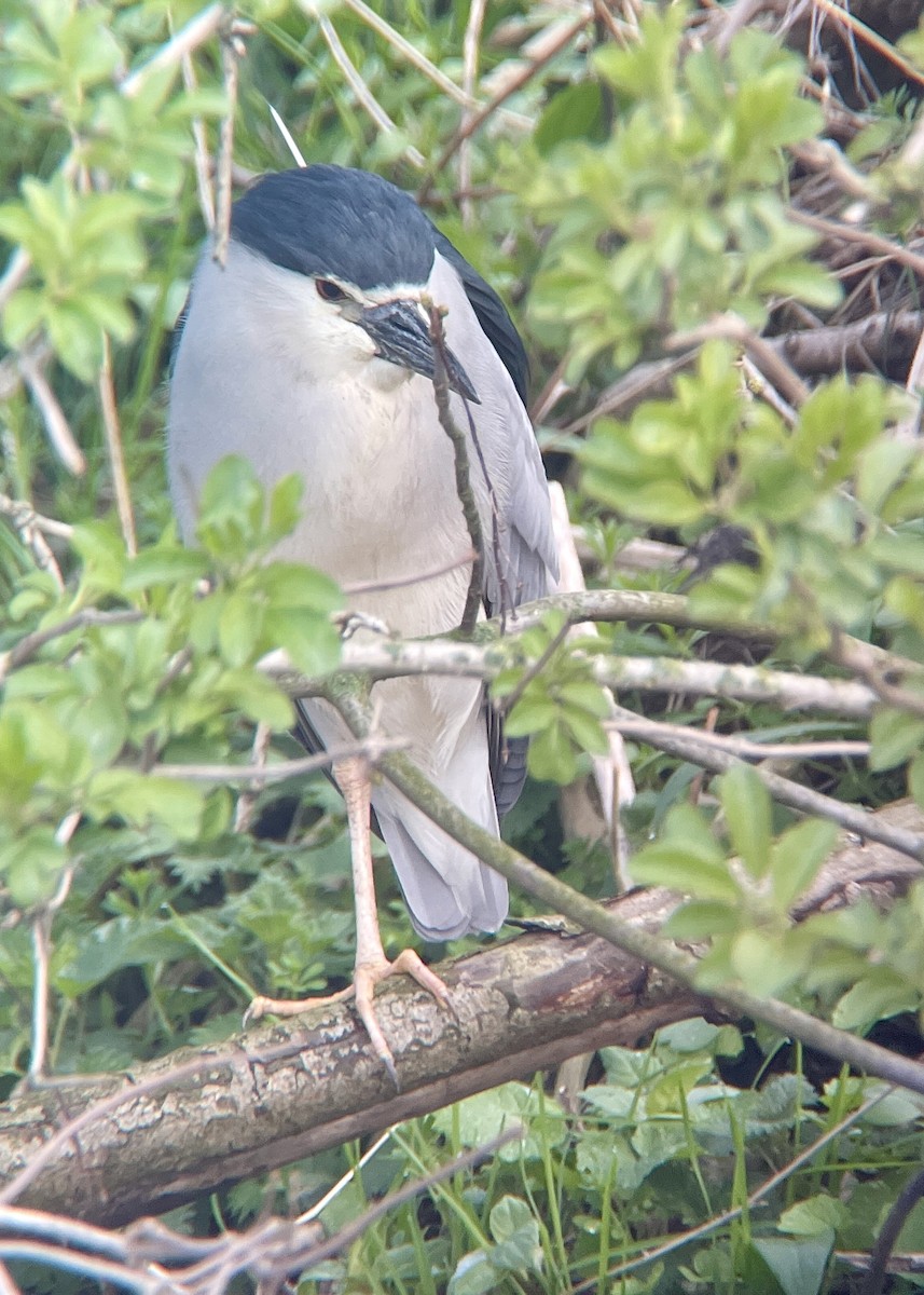 Black-crowned Night Heron (Eurasian) - ML591559821