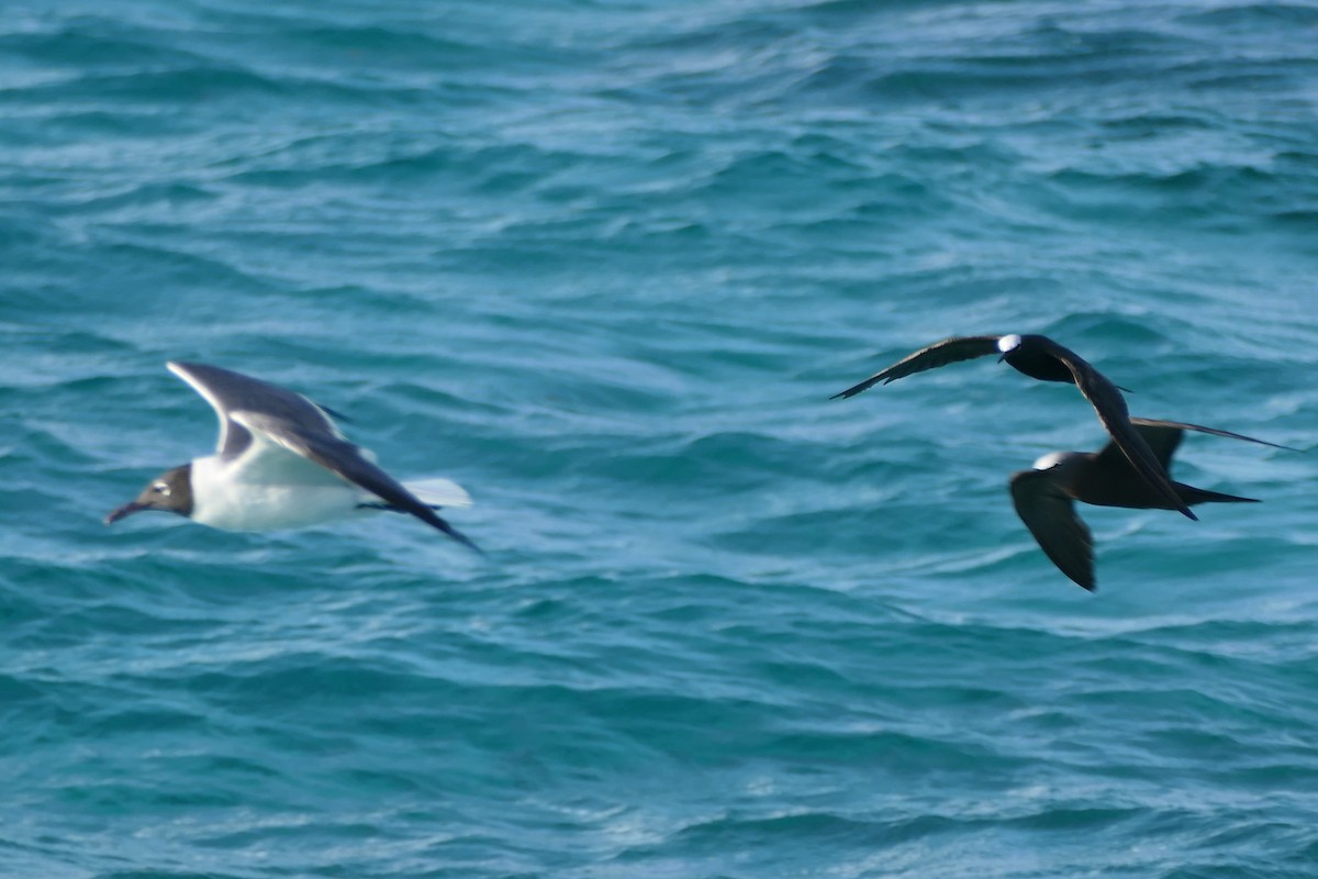 Black Noddy - ML591562081