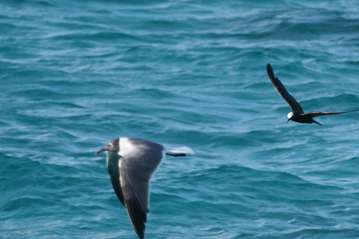 Black Noddy - ML591562101