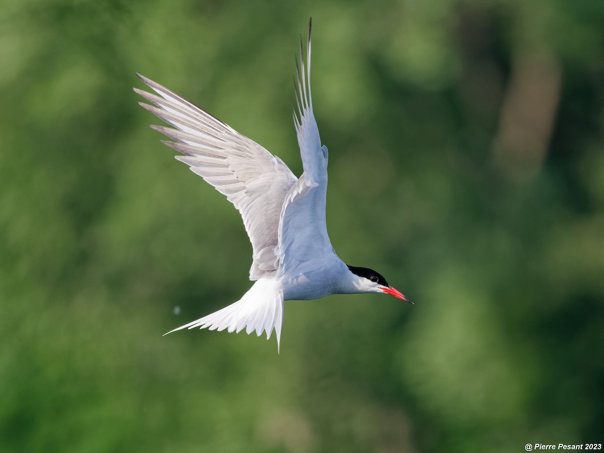 Common Tern - ML591562161