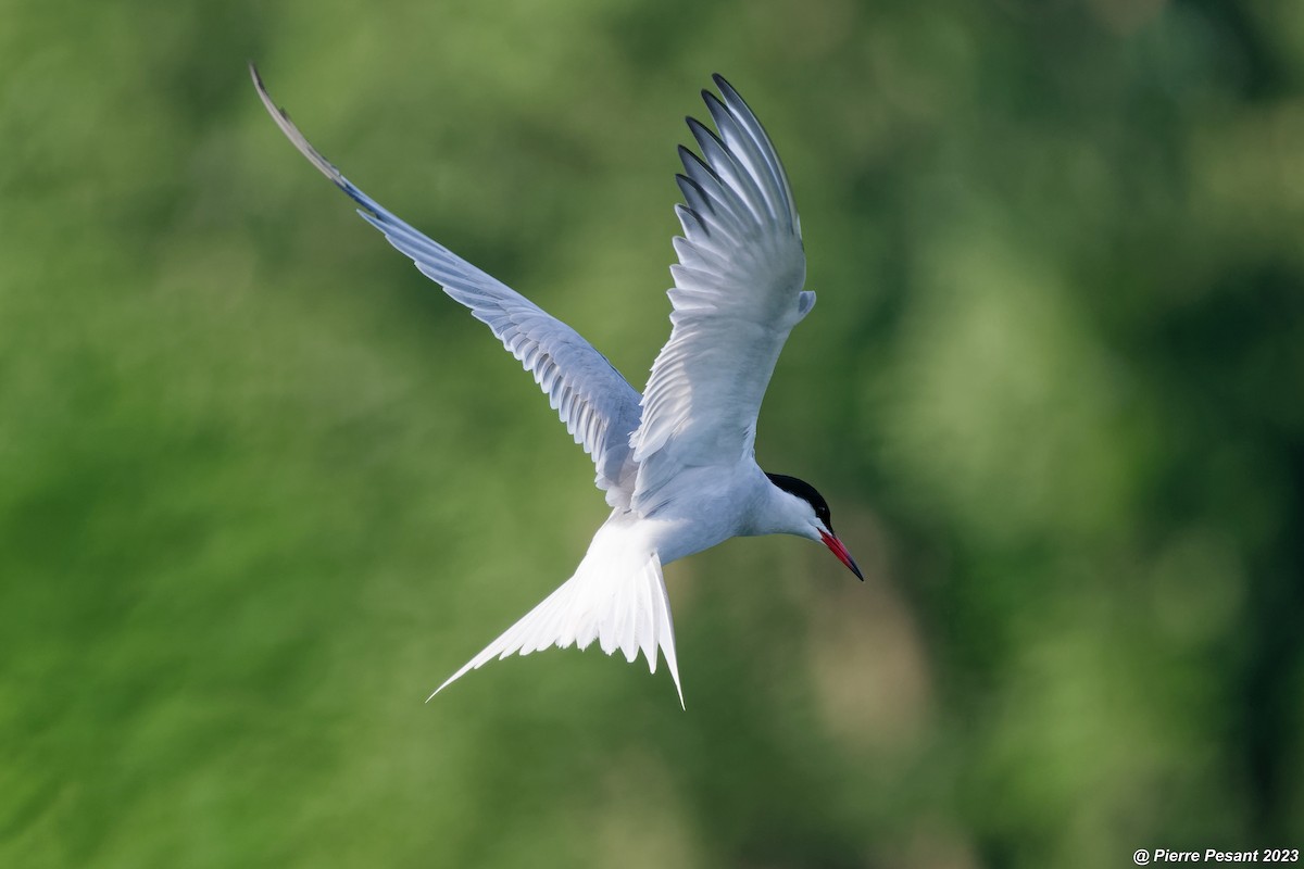 Common Tern - ML591562191