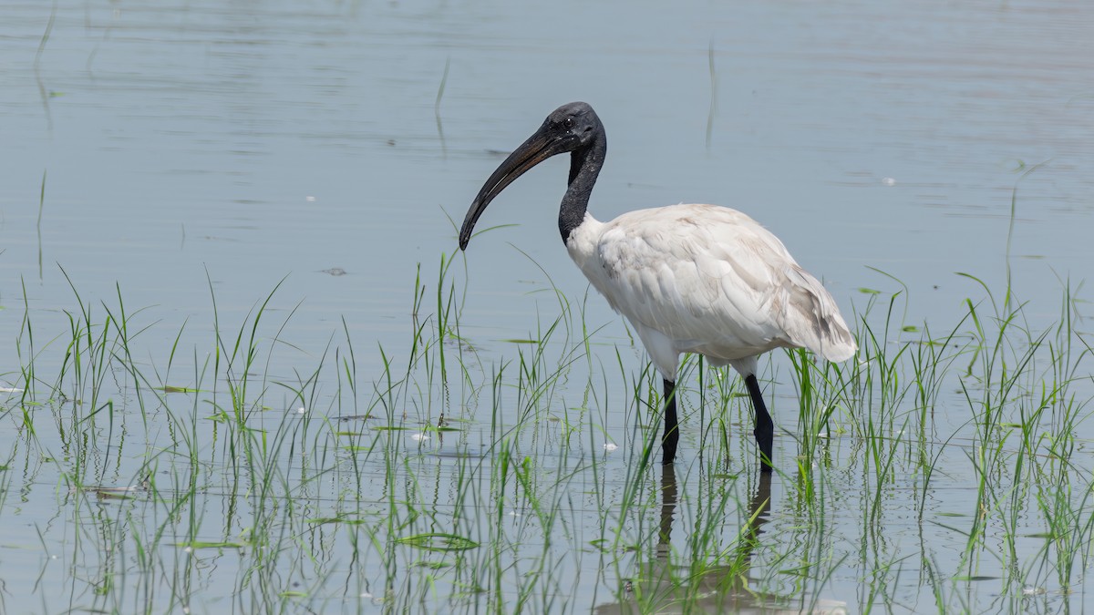ibis černohlavý - ML591562431