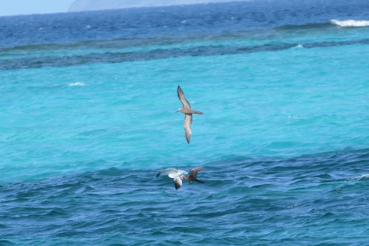 Brown Noddy - ML591562491