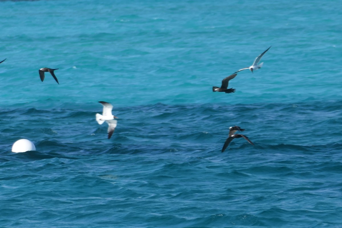 Brown Noddy - ML591562501