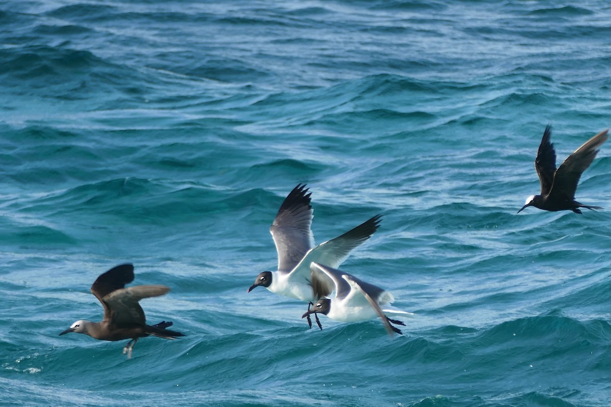 Brown Noddy - Kenrith Carter