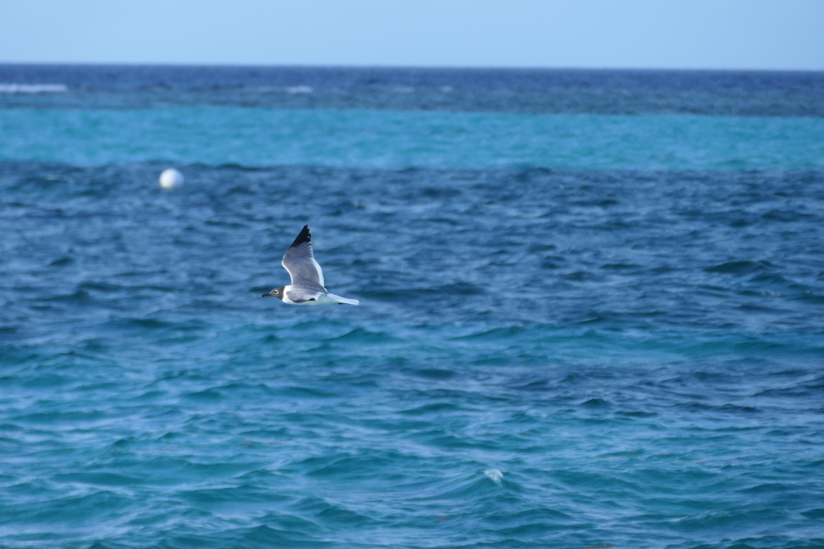 Laughing Gull - ML591562521