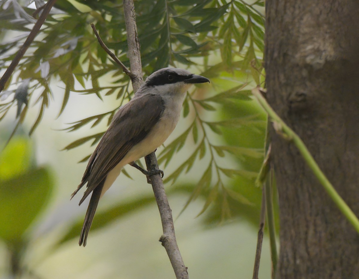 Large Woodshrike - ML591562701