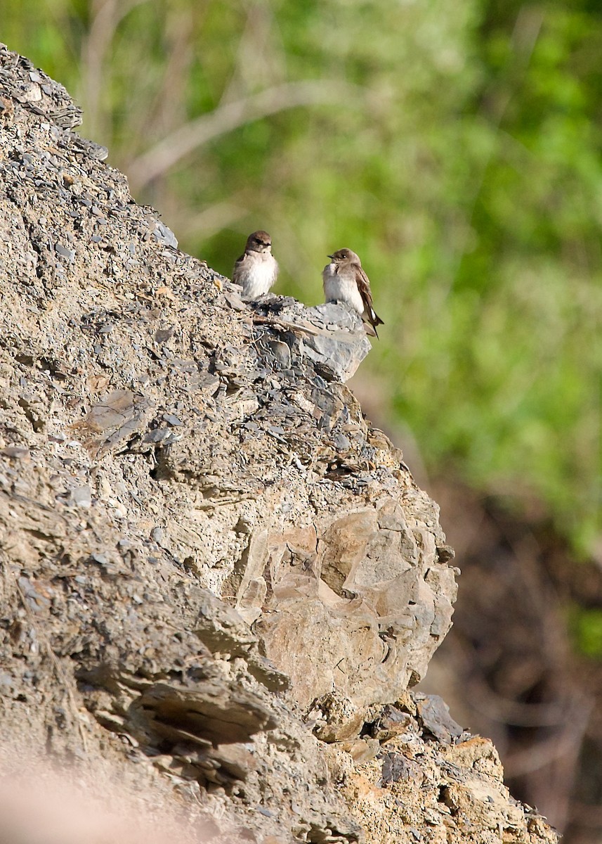 Northern Rough-winged Swallow - ML591562901