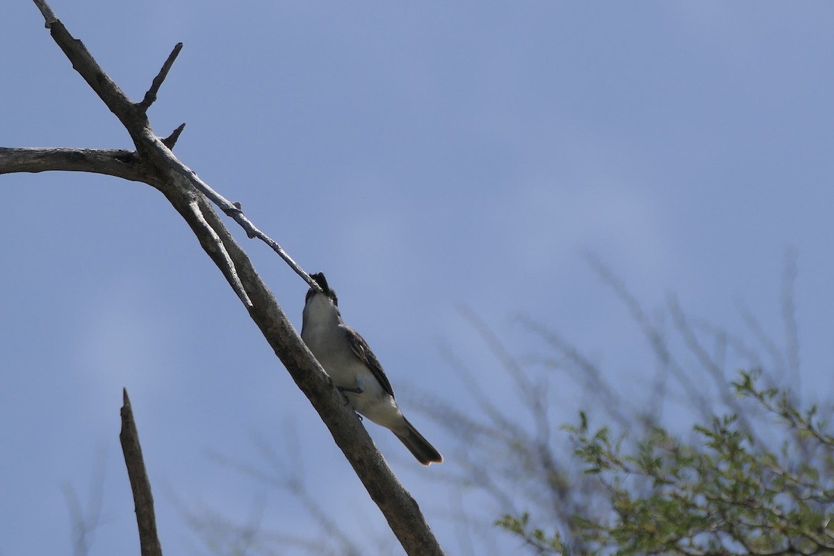 Gray Kingbird - ML591563101