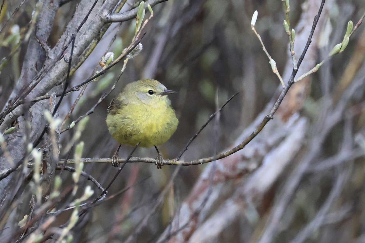 Orange-crowned Warbler - Phil Lehman