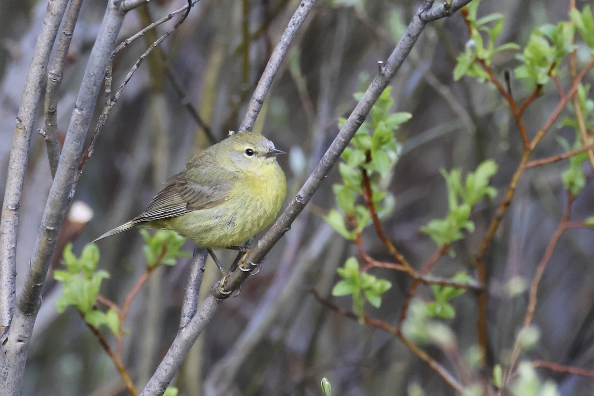 Orange-crowned Warbler - ML591563181