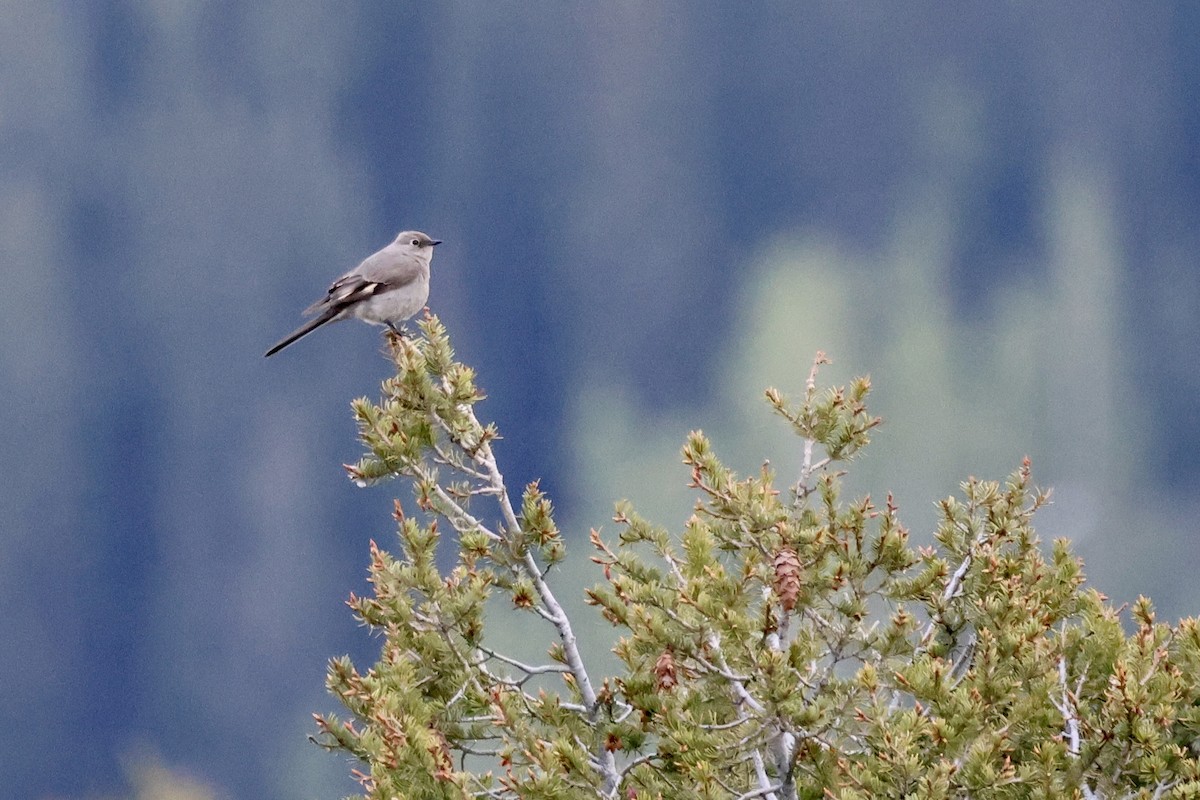 Townsend's Solitaire - Phil Lehman