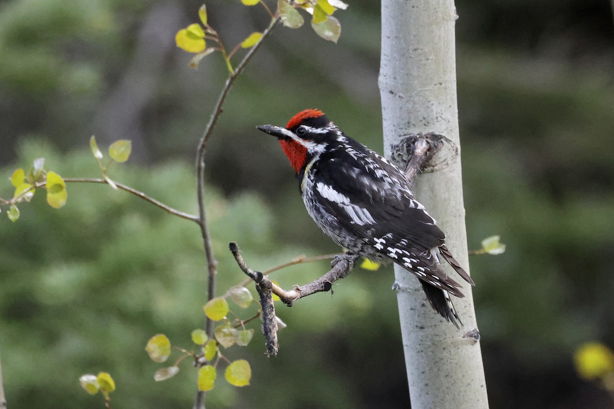 Red-naped Sapsucker - ML591563411