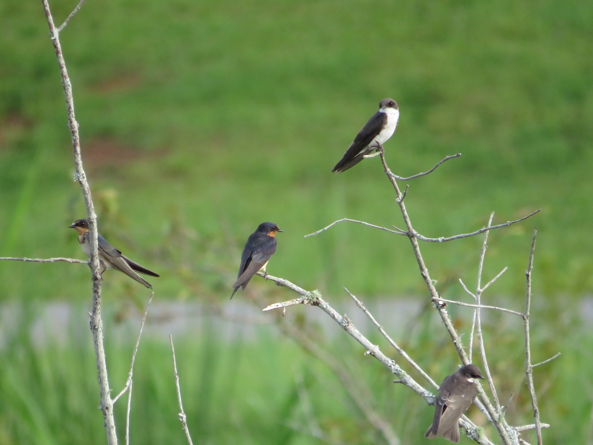 Barn Swallow - ML591563551