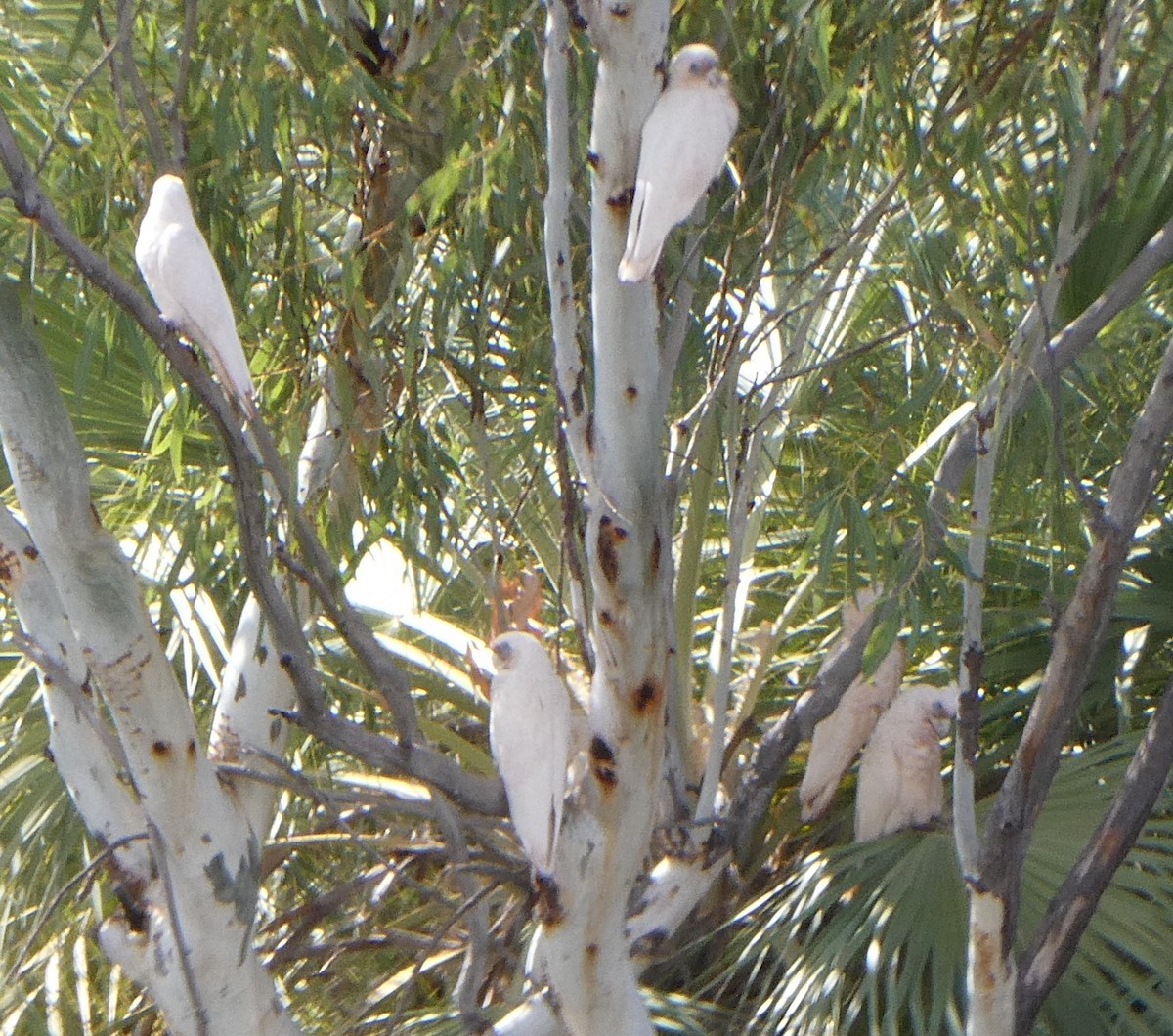 Little Corella - ML591563701