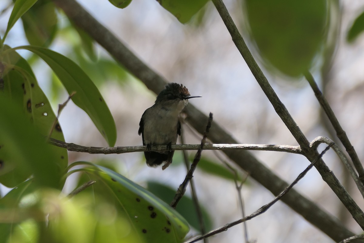 Antillean Crested Hummingbird - ML591564031