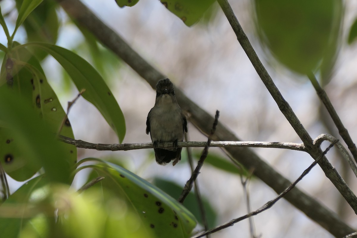 Antillean Crested Hummingbird - ML591564041