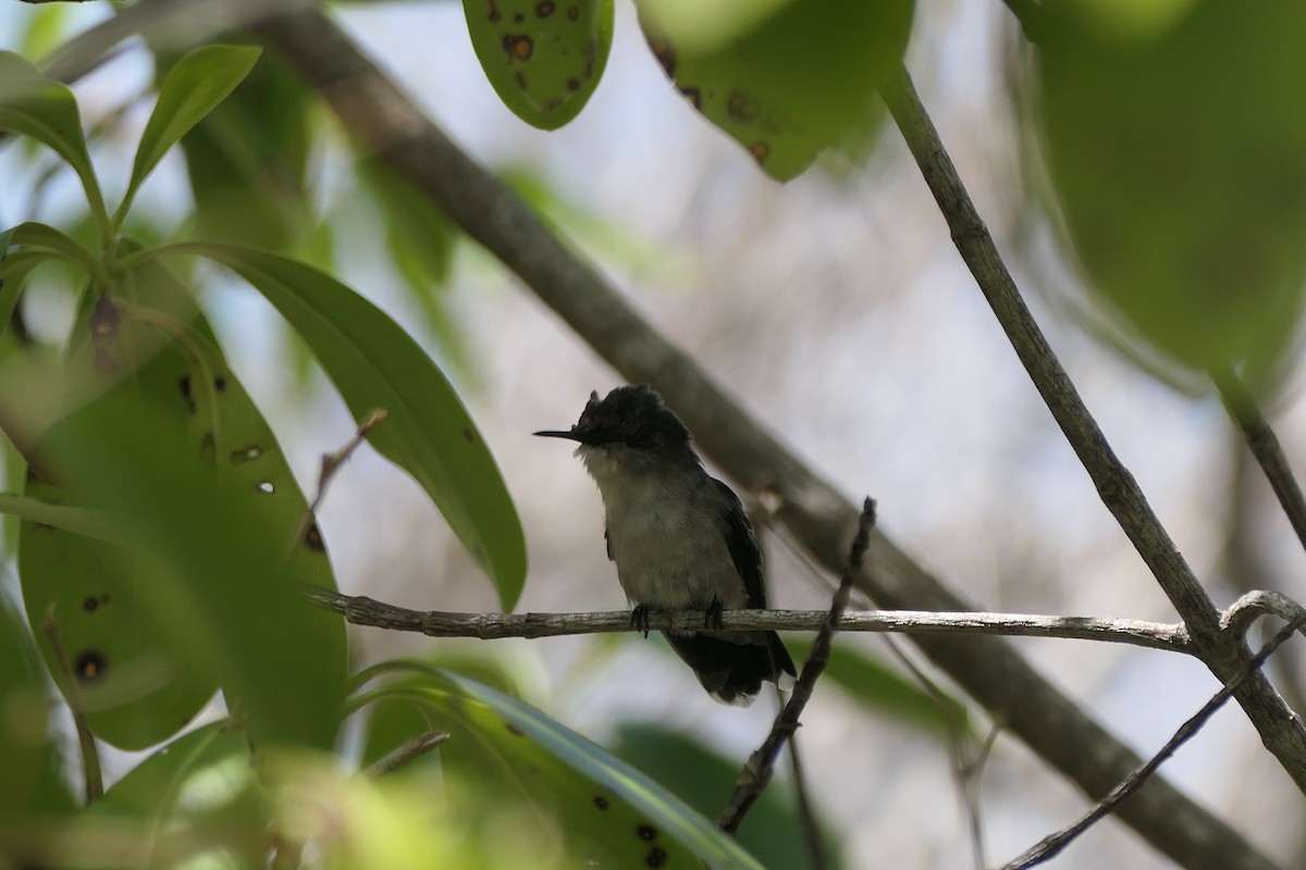 Antillean Crested Hummingbird - ML591564051