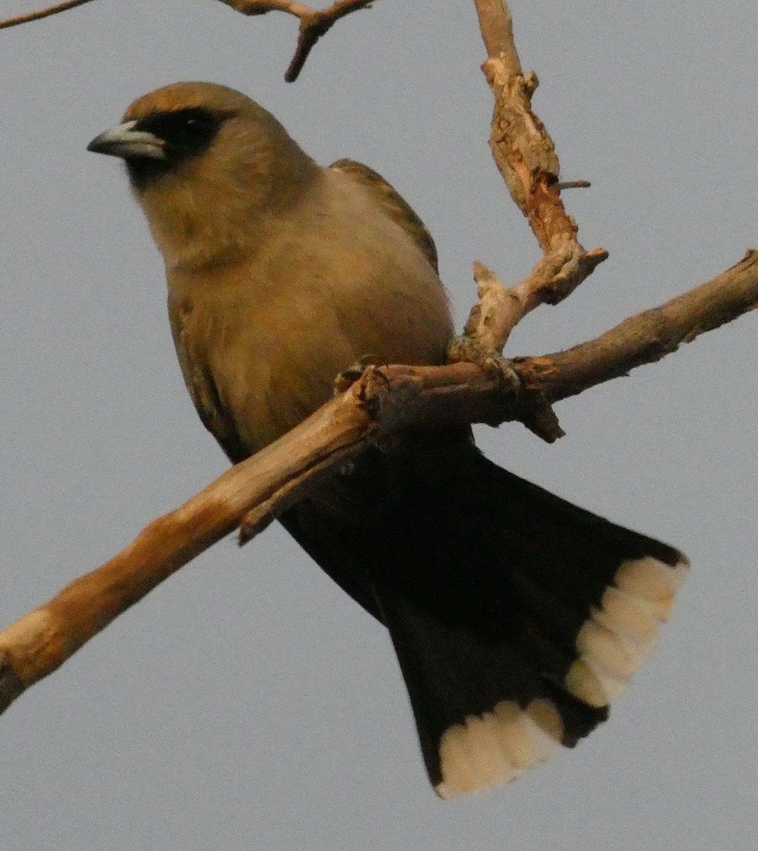 Black-faced Woodswallow - ML591564101