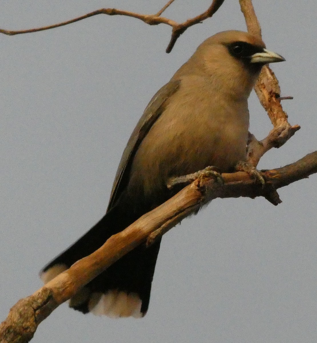 Black-faced Woodswallow - ML591564121