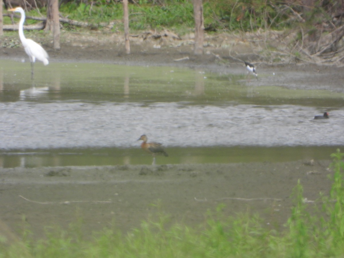 Fulvous Whistling-Duck - ML591564311