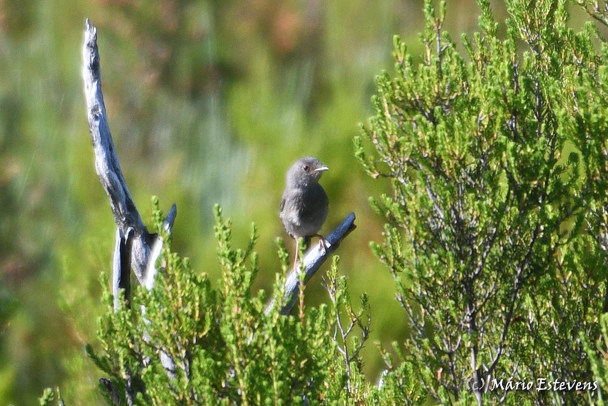 Dartford Warbler - Mário Estevens