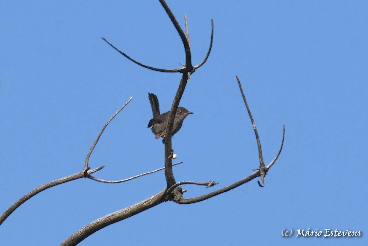 Dartford Warbler - Mário Estevens