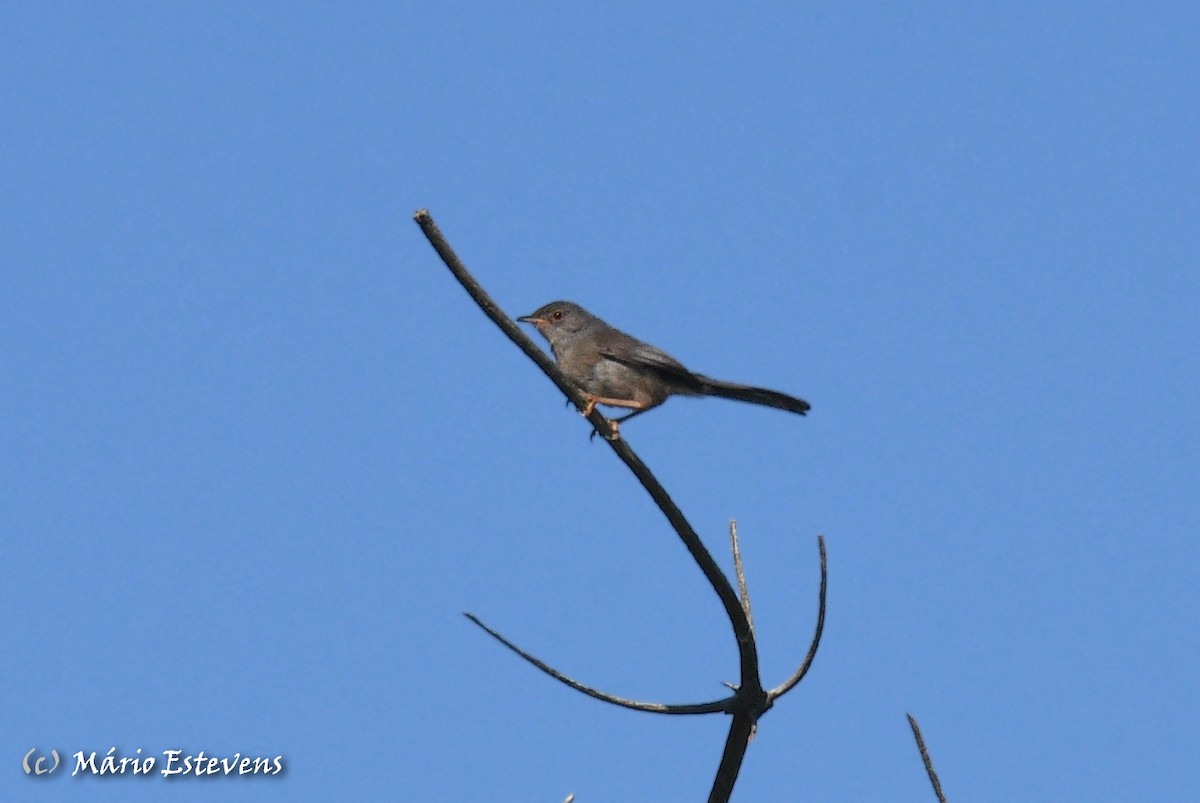 Dartford Warbler - Mário Estevens