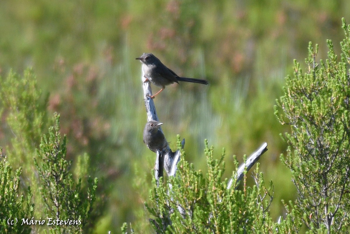 Dartford Warbler - Mário Estevens