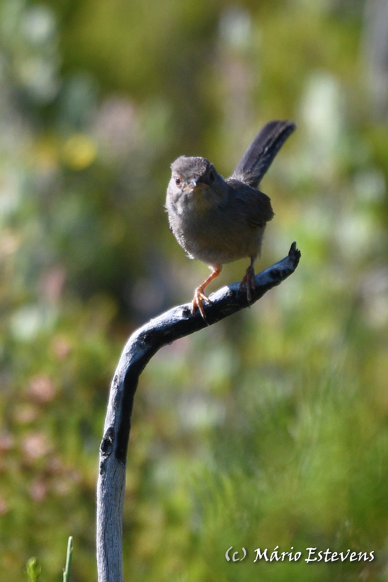 Dartford Warbler - ML591564421