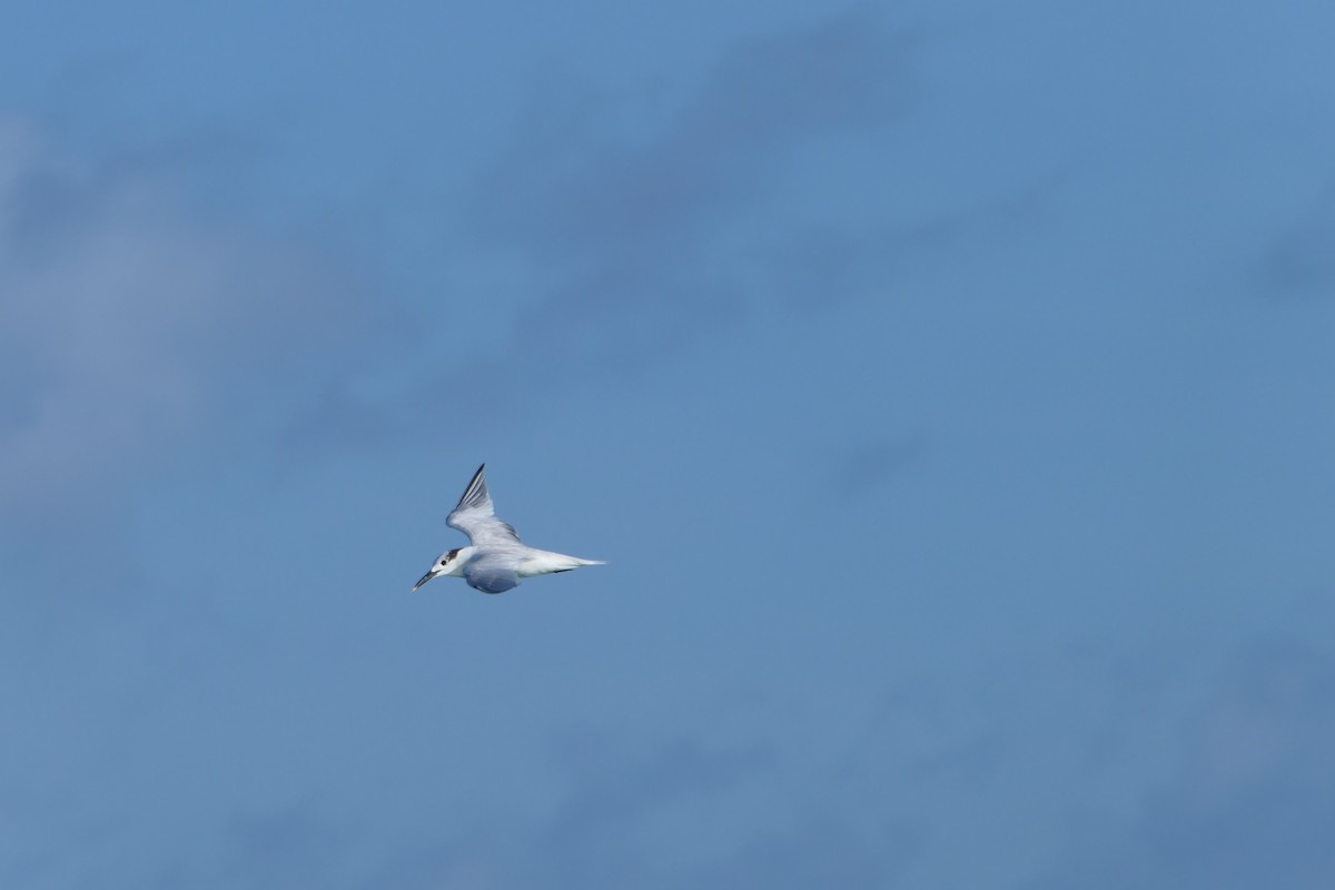 Sandwich Tern - ML591564531