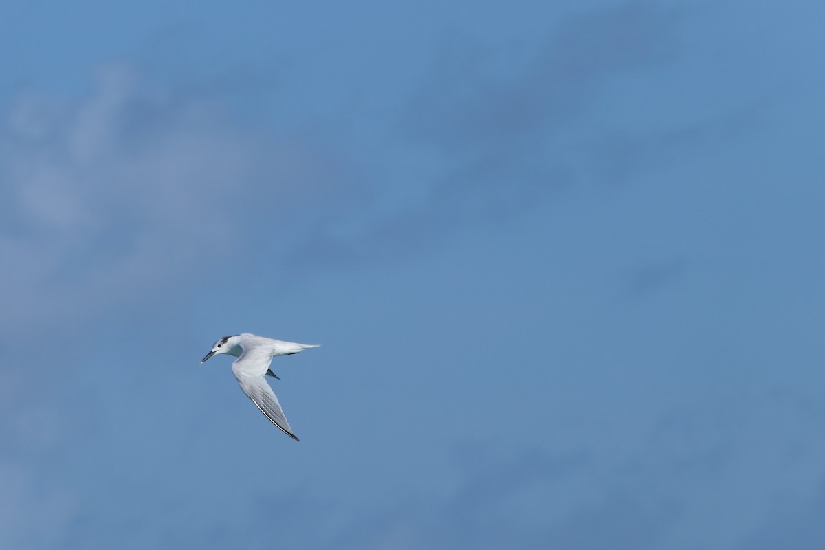 Sandwich Tern - ML591564551