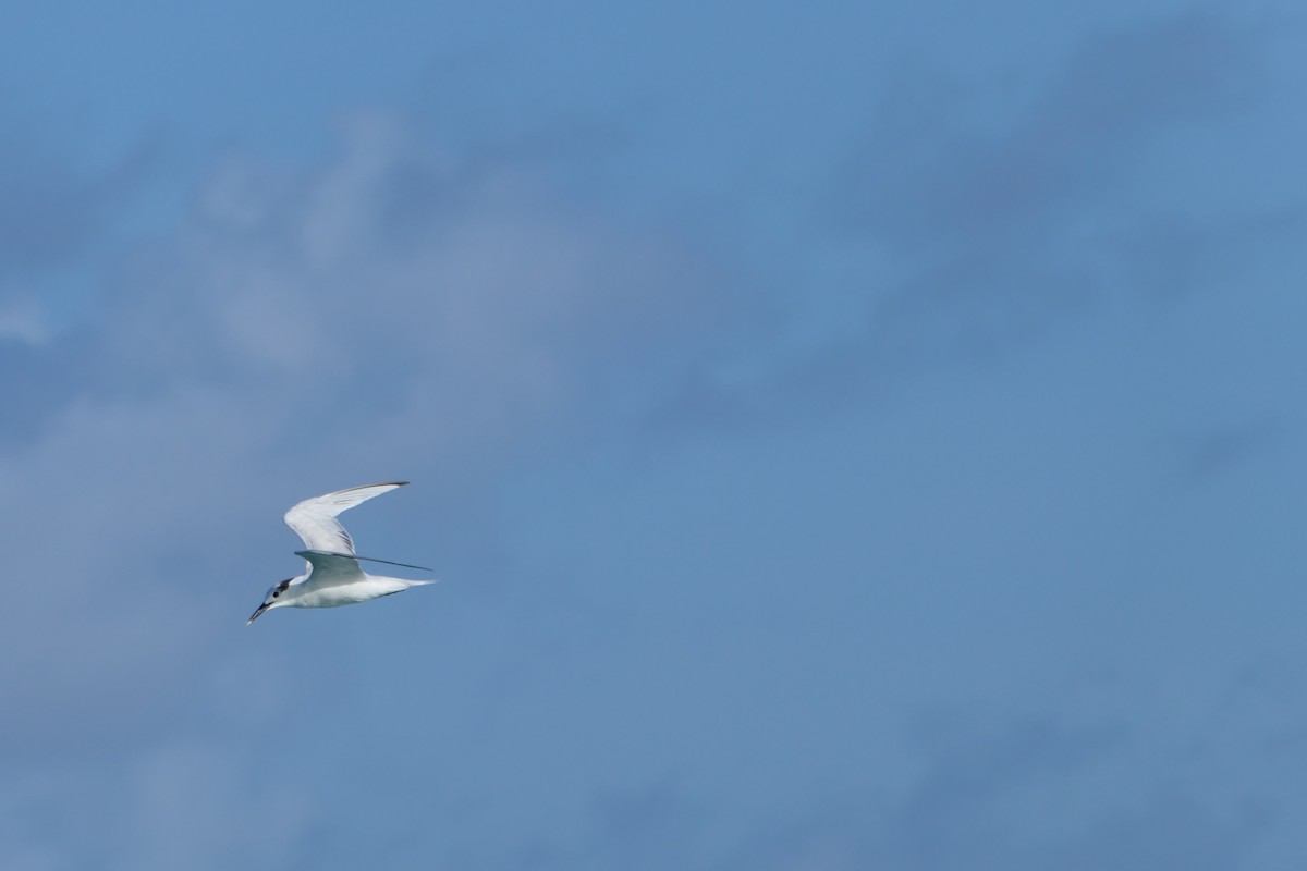 Sandwich Tern - Kenrith Carter