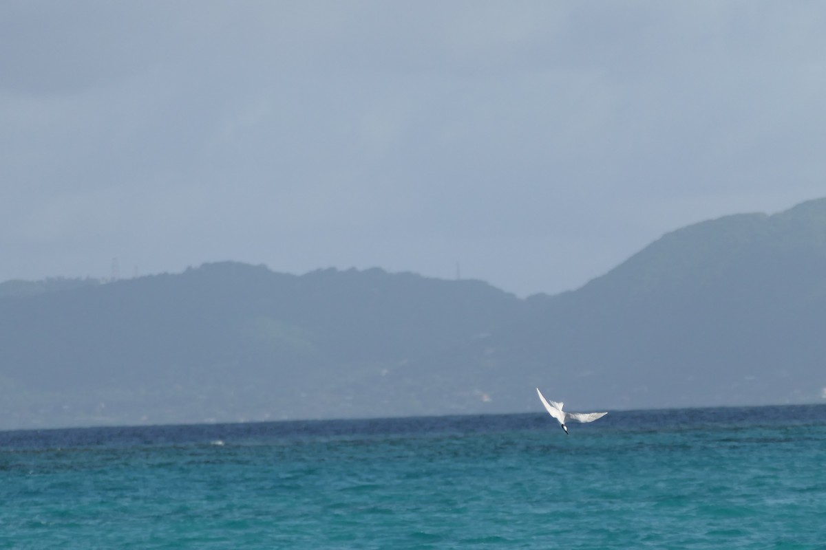 Sandwich Tern - ML591564571