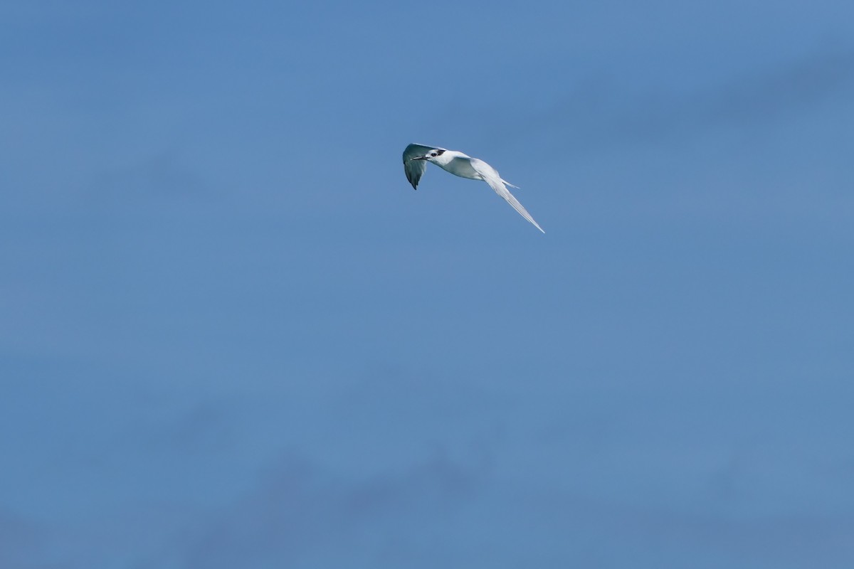 Sandwich Tern - ML591564831