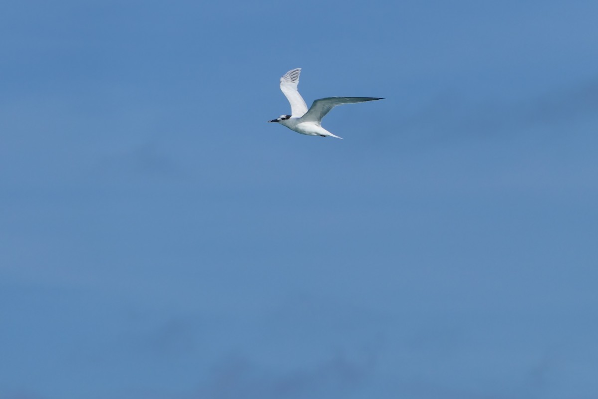 Sandwich Tern - ML591564841