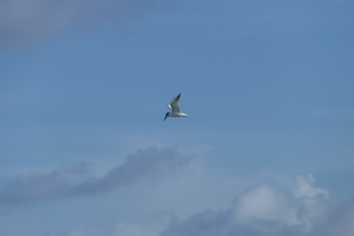 Sandwich Tern - Kenrith Carter