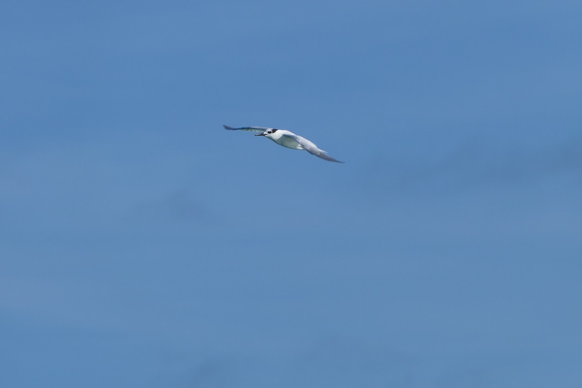 Sandwich Tern - ML591564861