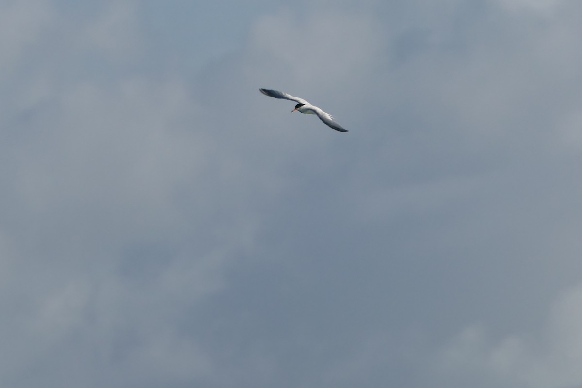 Roseate Tern - Kenrith Carter